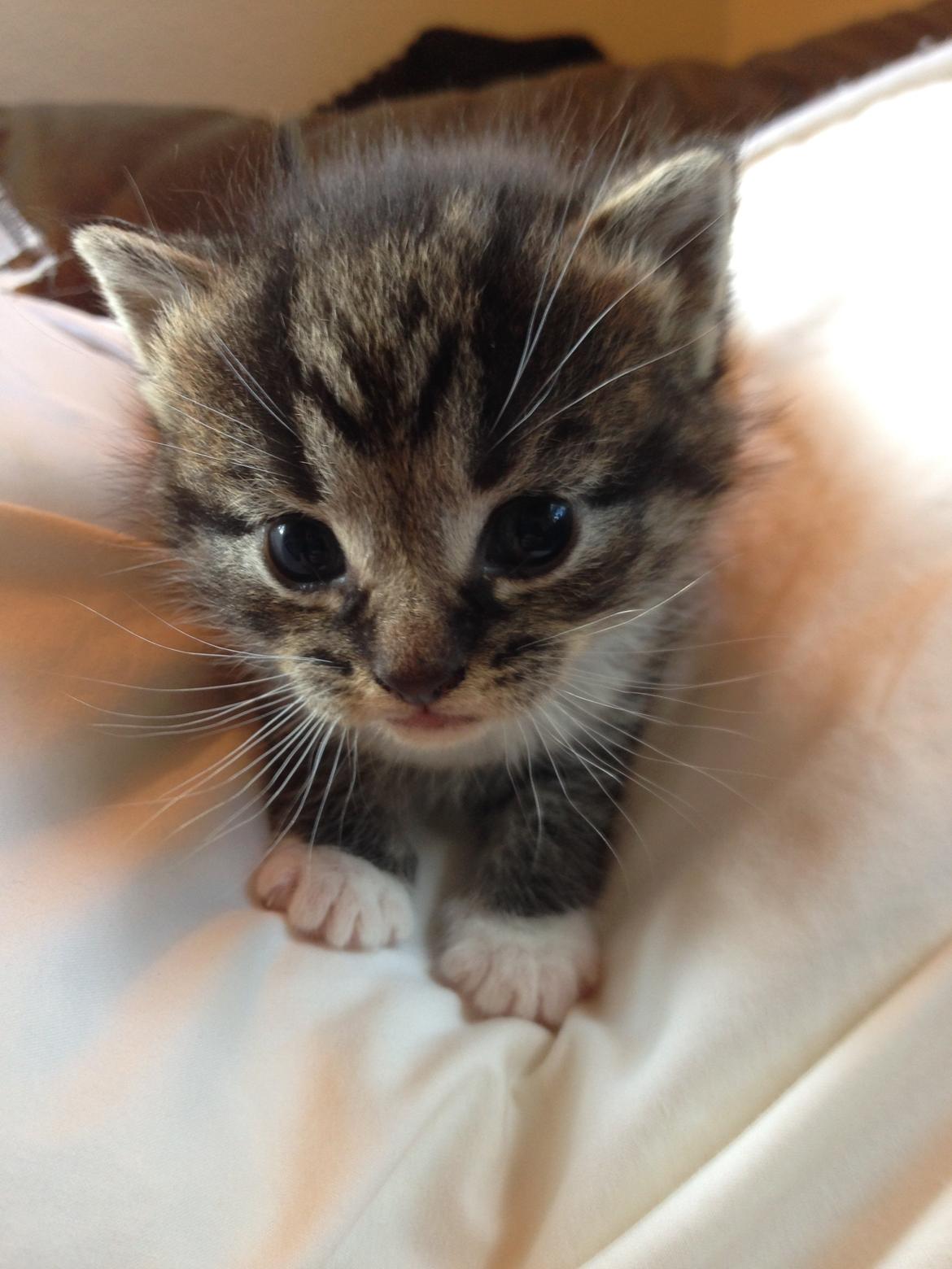 Huskat Tonser billede 3