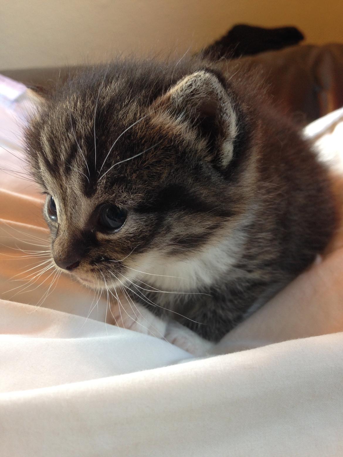 Huskat Tonser billede 4