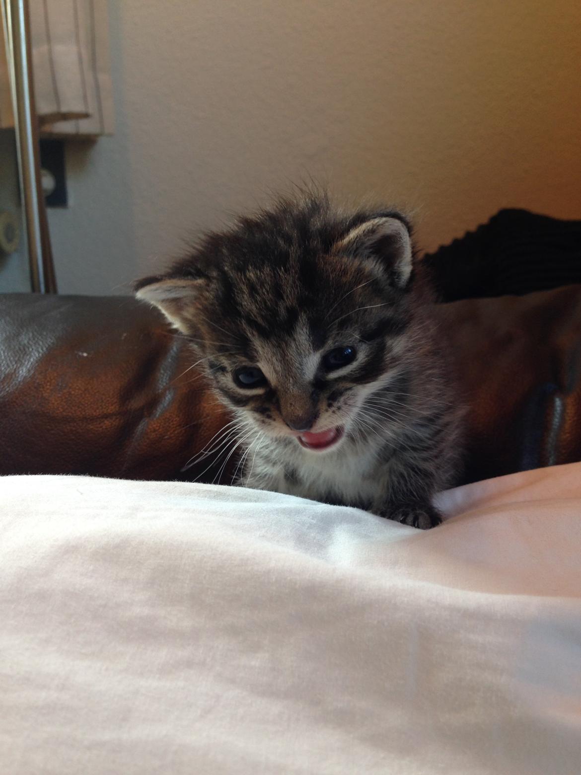 Huskat Tonser billede 6