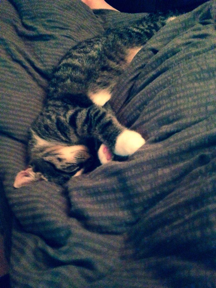 Huskat Tonser billede 5