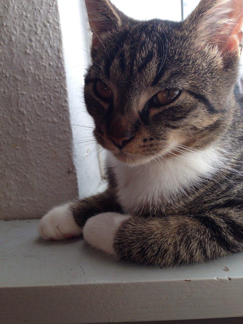 Huskat Tonser billede 7