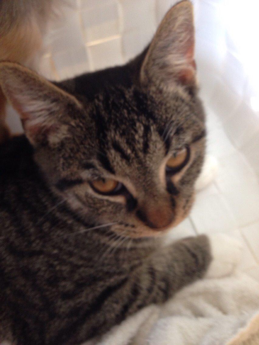 Huskat Tonser billede 8