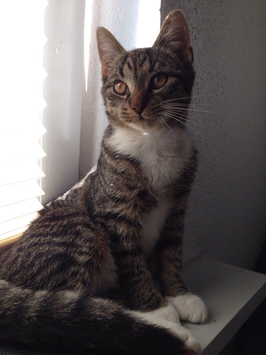 Huskat Tonser billede 1