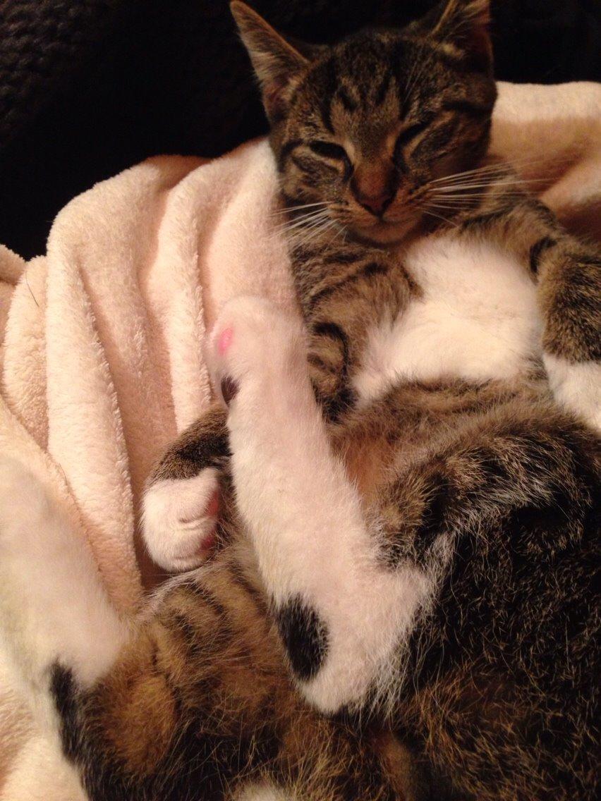 Huskat Tonser billede 10