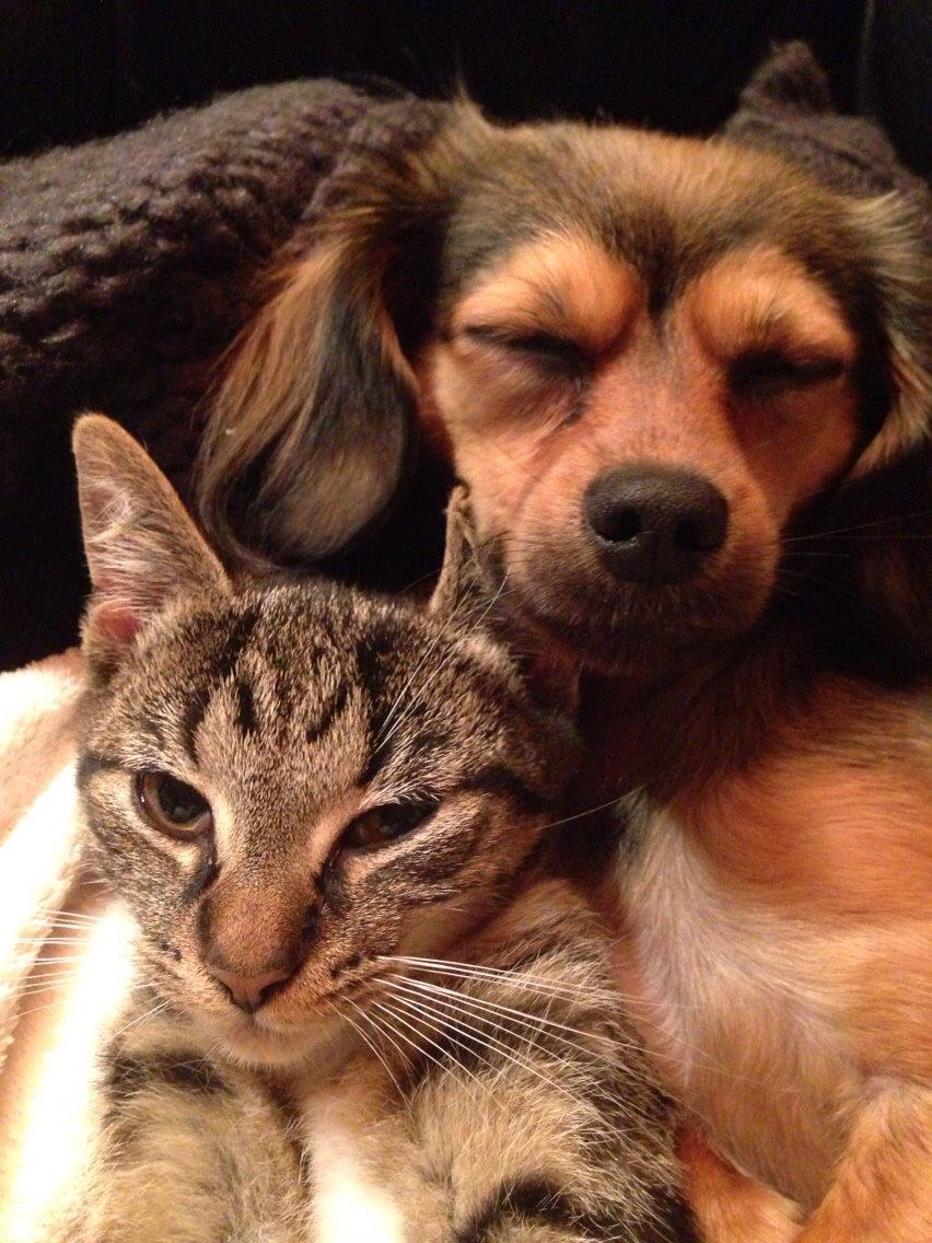 Huskat Tonser billede 11