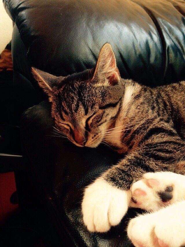 Huskat Tonser billede 12