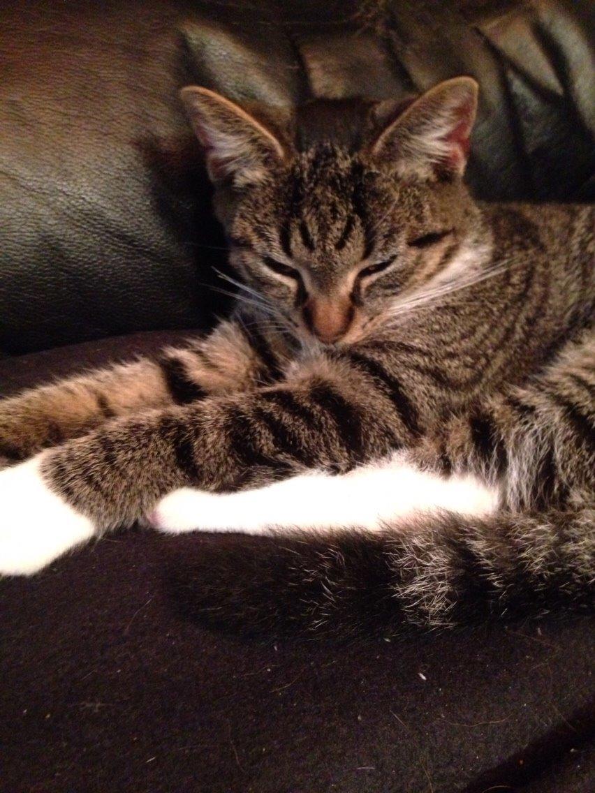 Huskat Tonser billede 13