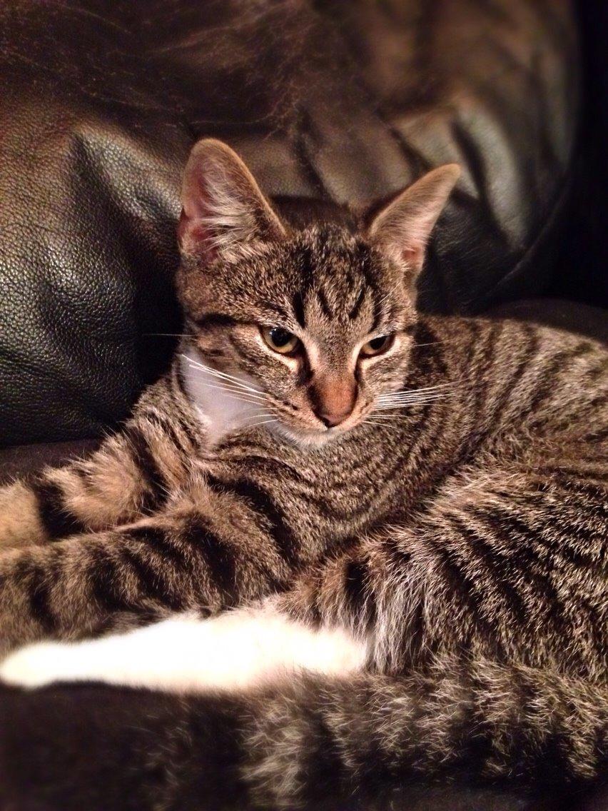 Huskat Tonser billede 14