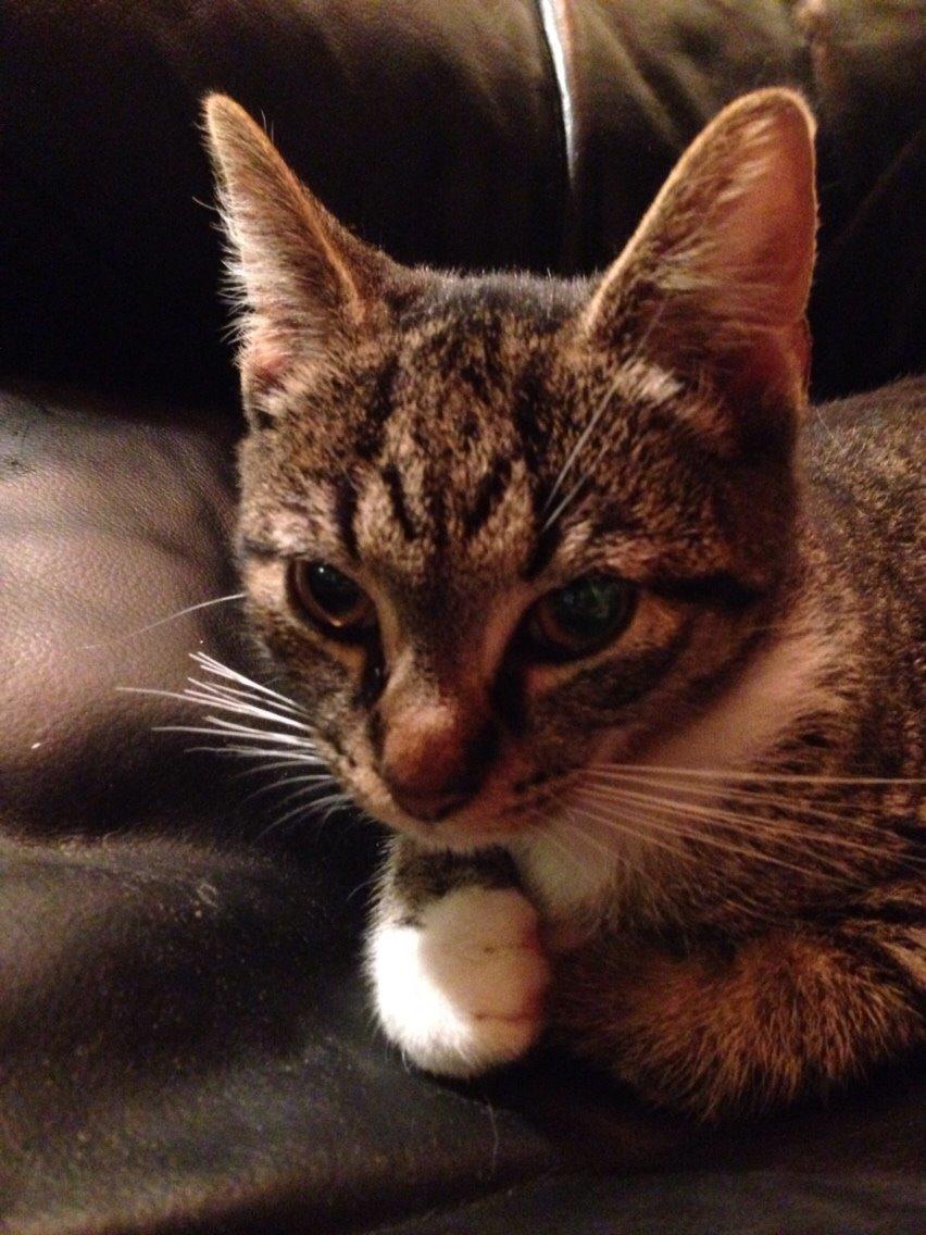 Huskat Tonser billede 15