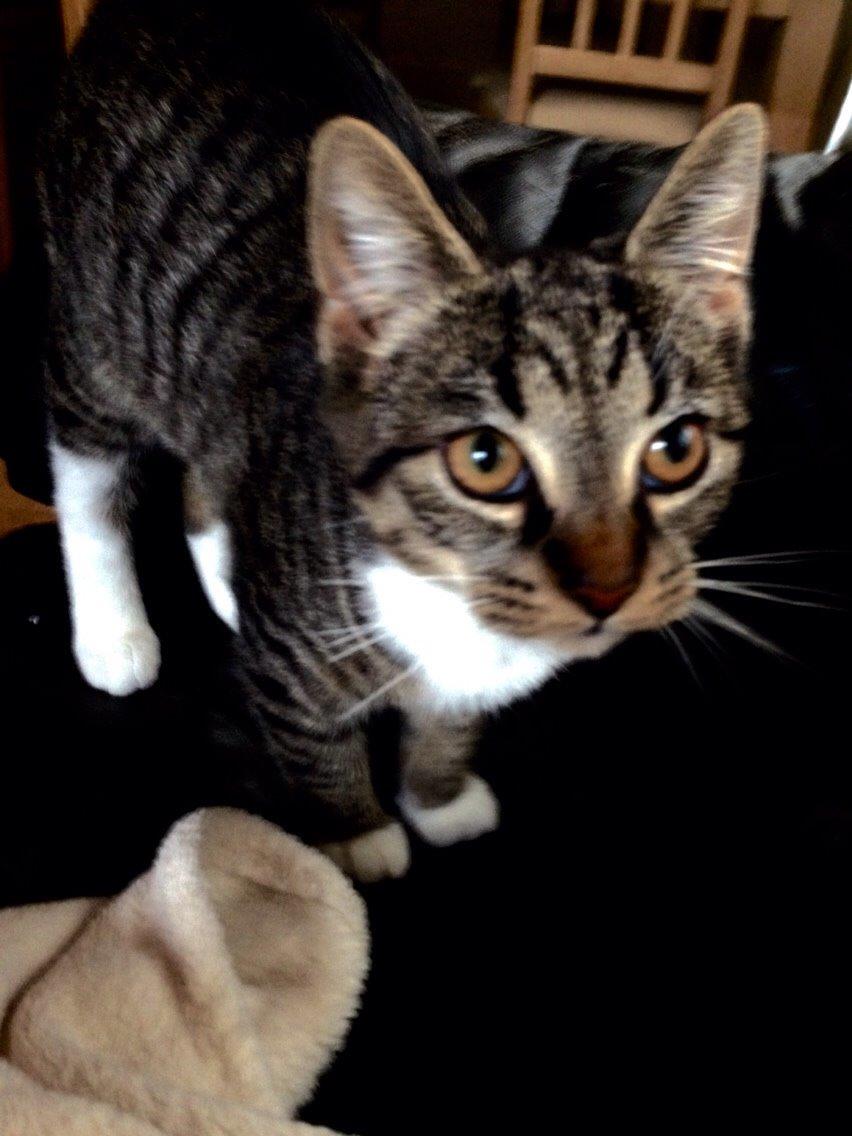 Huskat Tonser billede 16