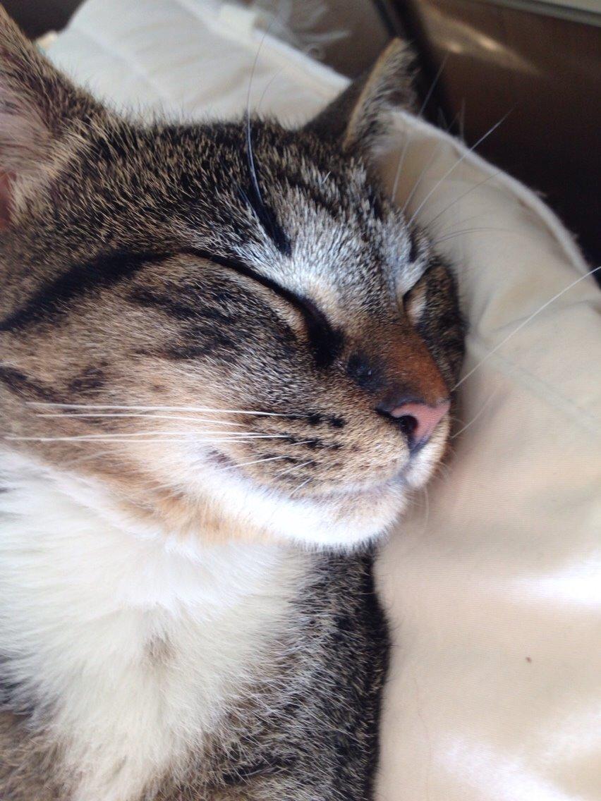 Huskat Tonser billede 17