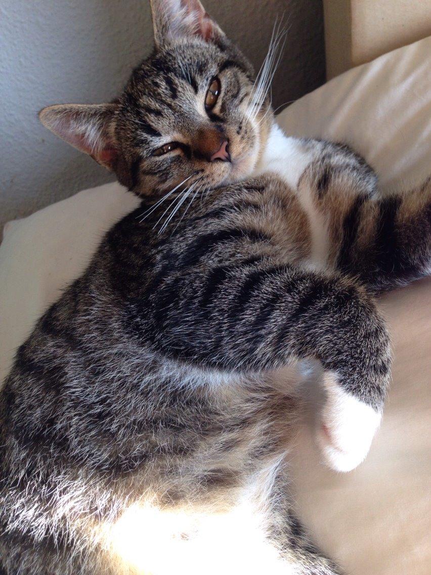 Huskat Tonser billede 18