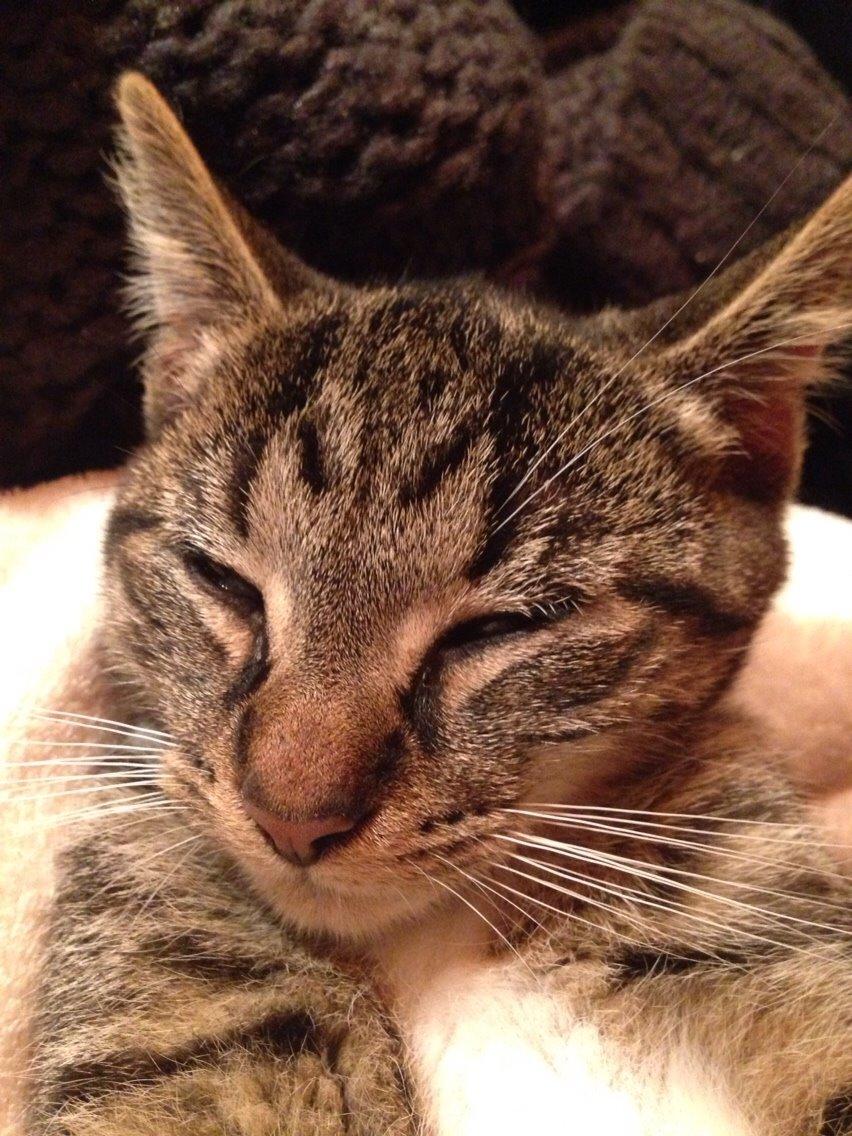 Huskat Tonser billede 19