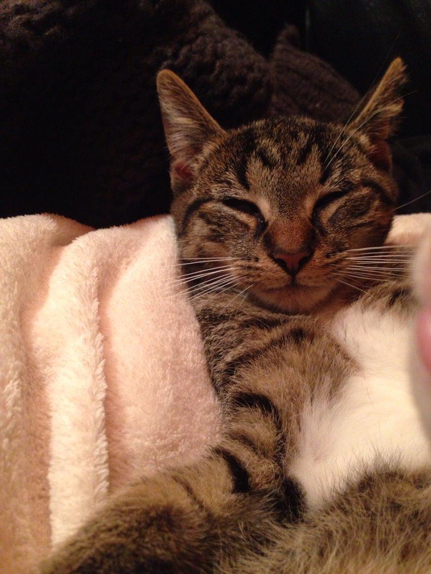 Huskat Tonser billede 21