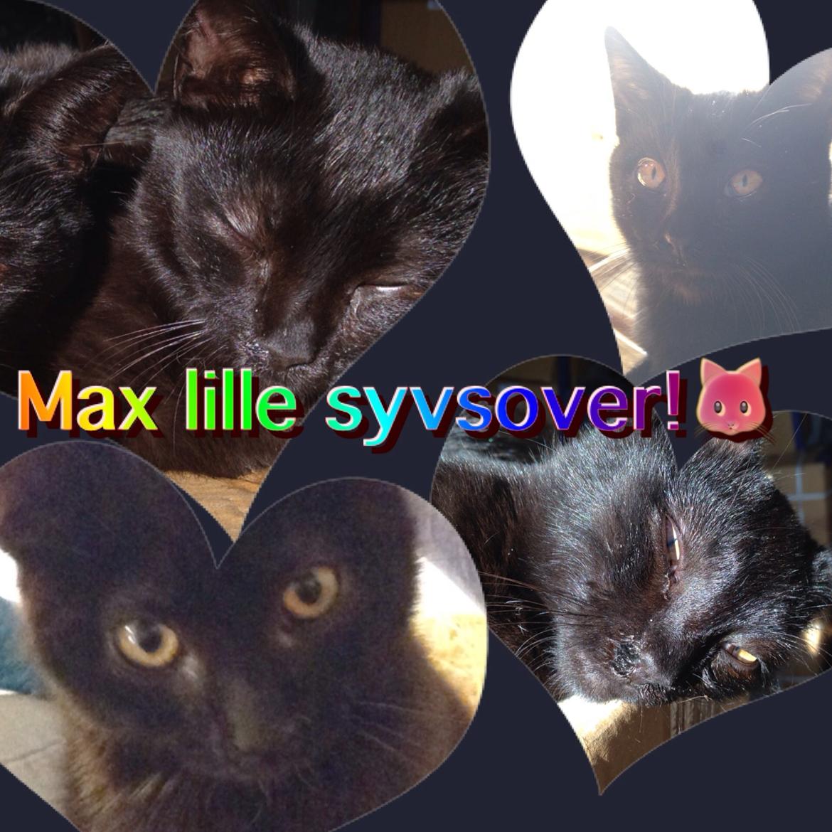 Huskat Max ;) billede 14