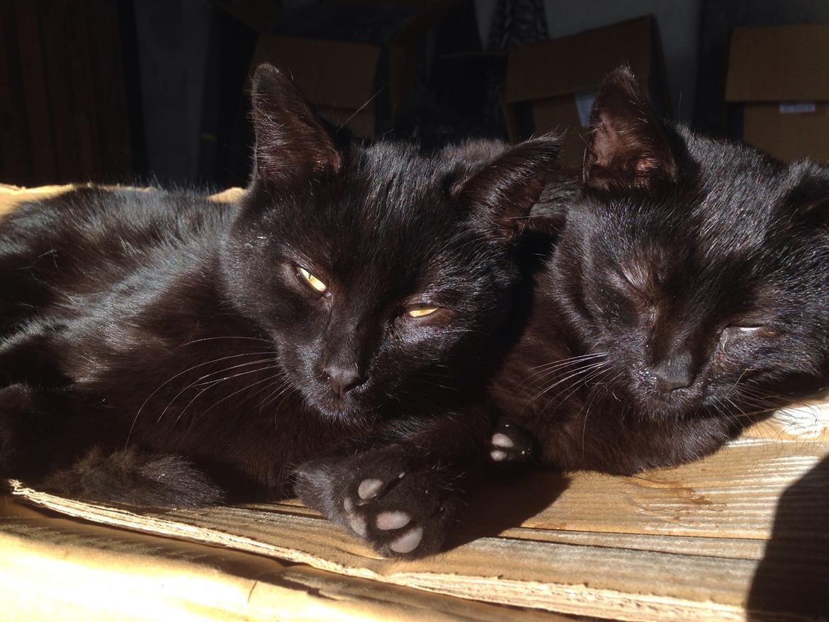 Huskat Max ;) billede 16