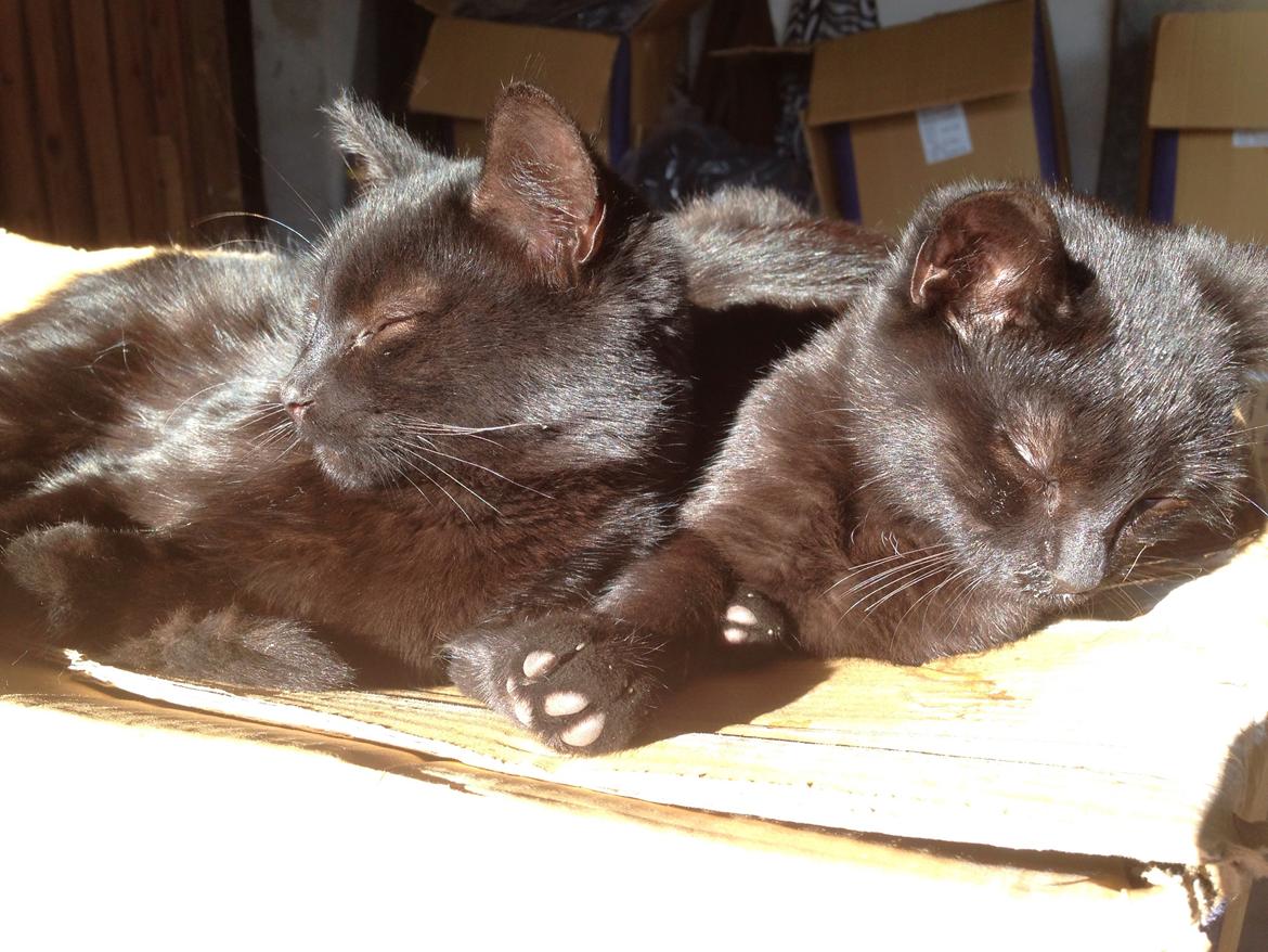 Huskat Max ;) billede 15