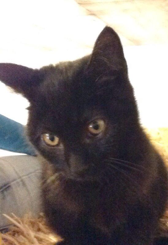 Huskat Max ;) billede 17