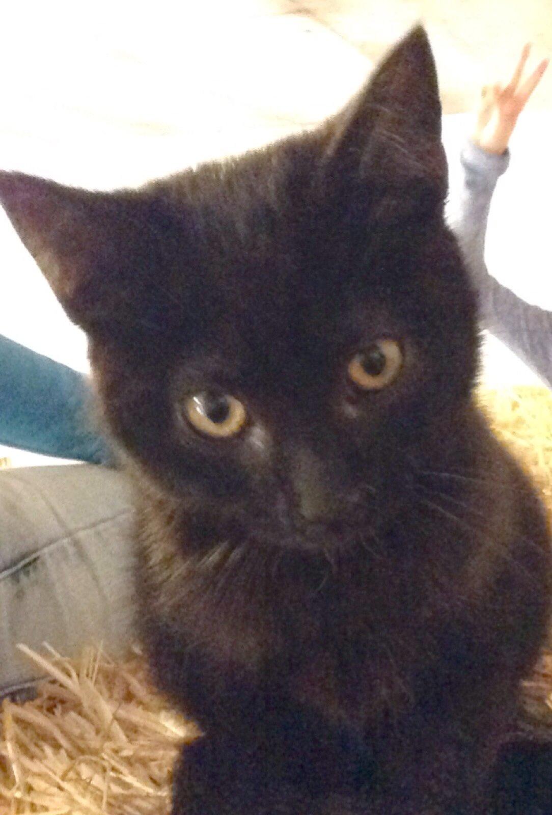 Huskat Max ;) billede 18