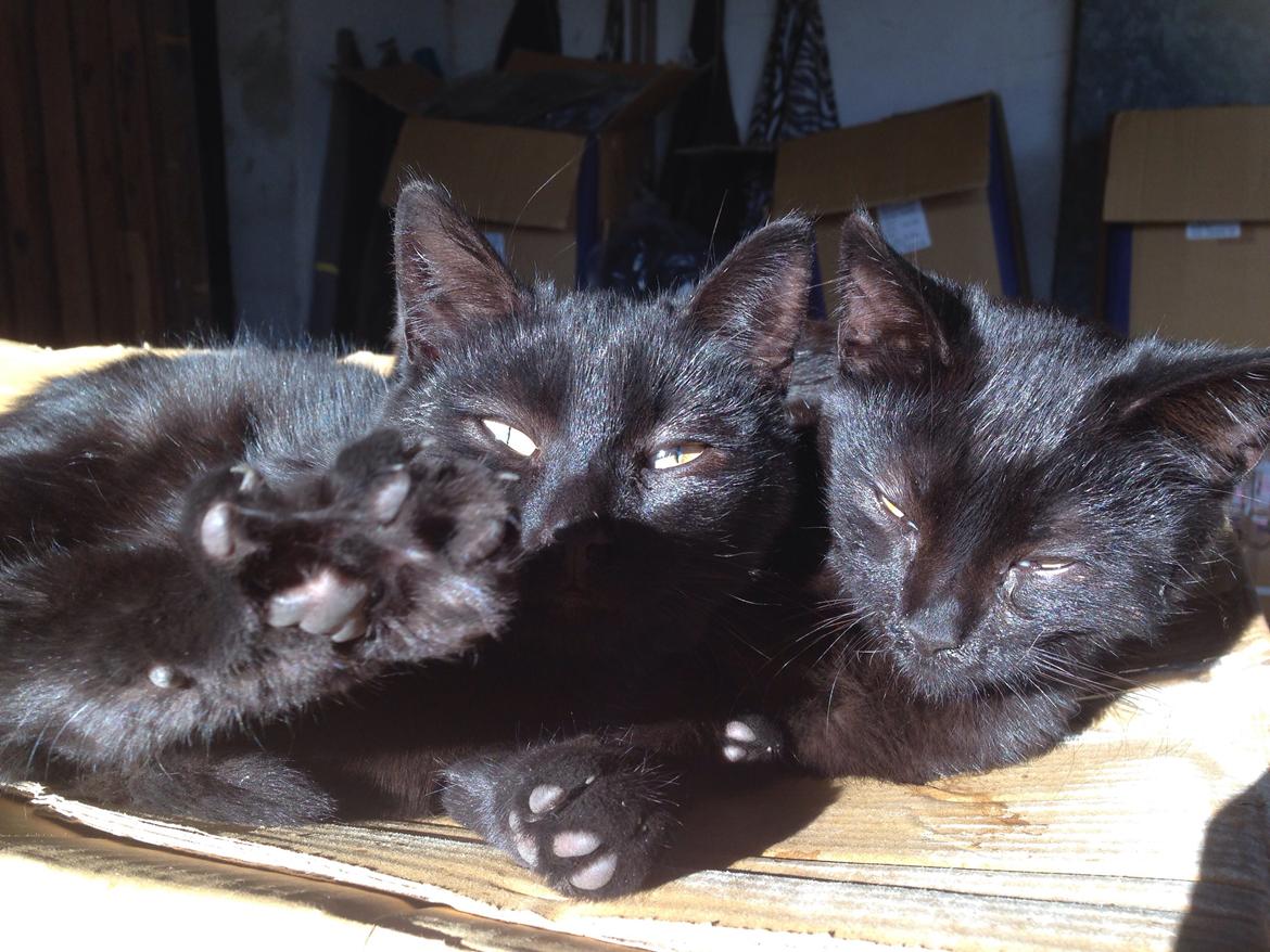 Huskat Max ;) billede 19