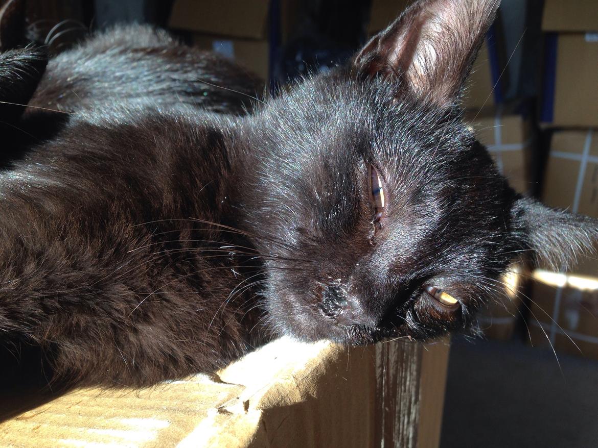 Huskat Max ;) billede 20