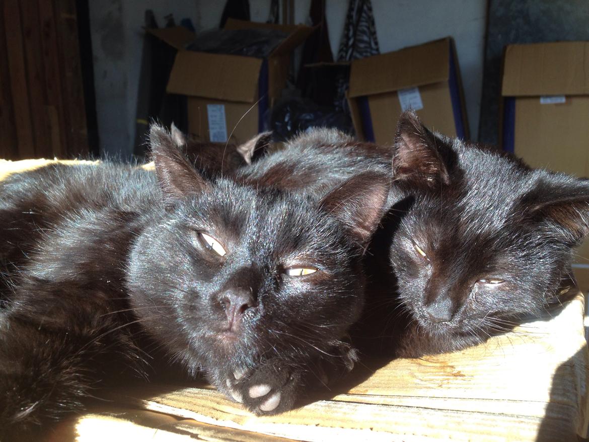 Huskat Max ;) billede 21