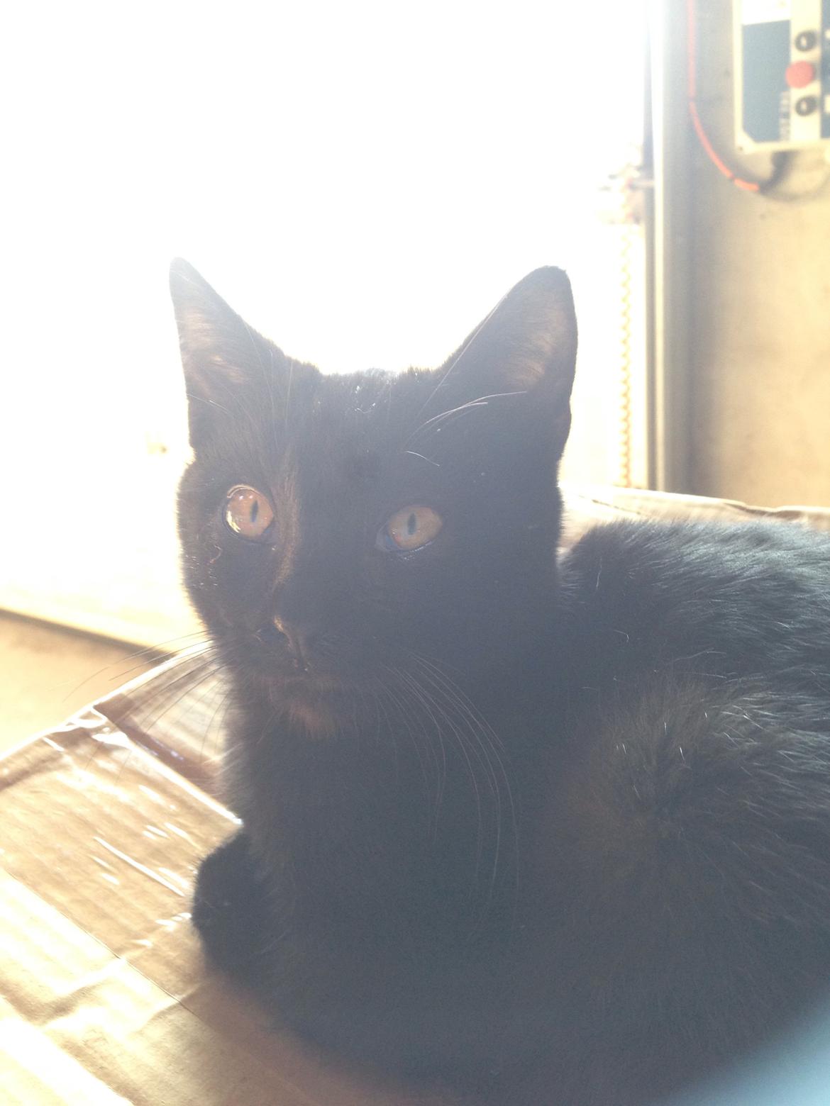 Huskat Max ;) billede 22