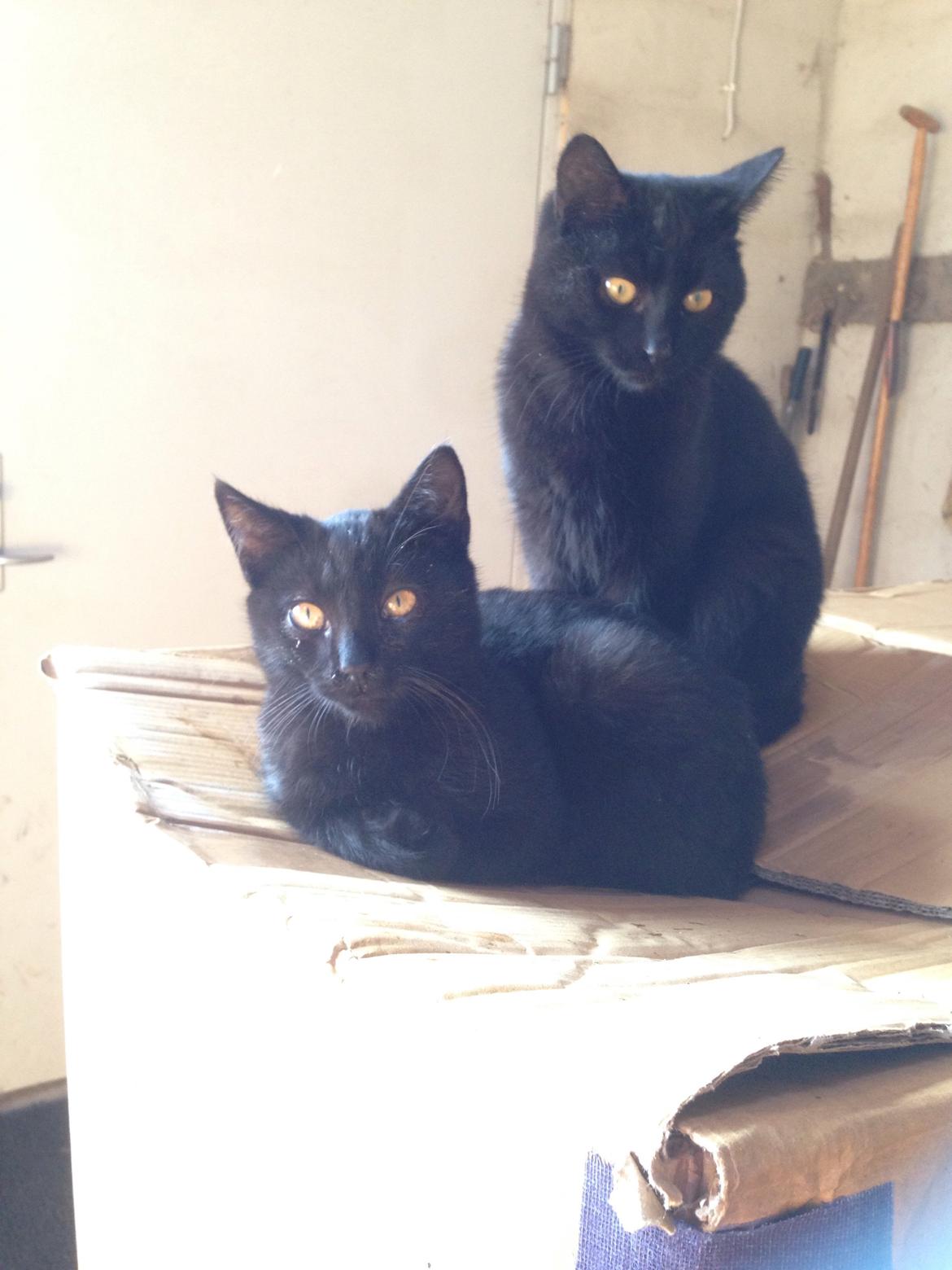 Huskat Max ;) billede 23