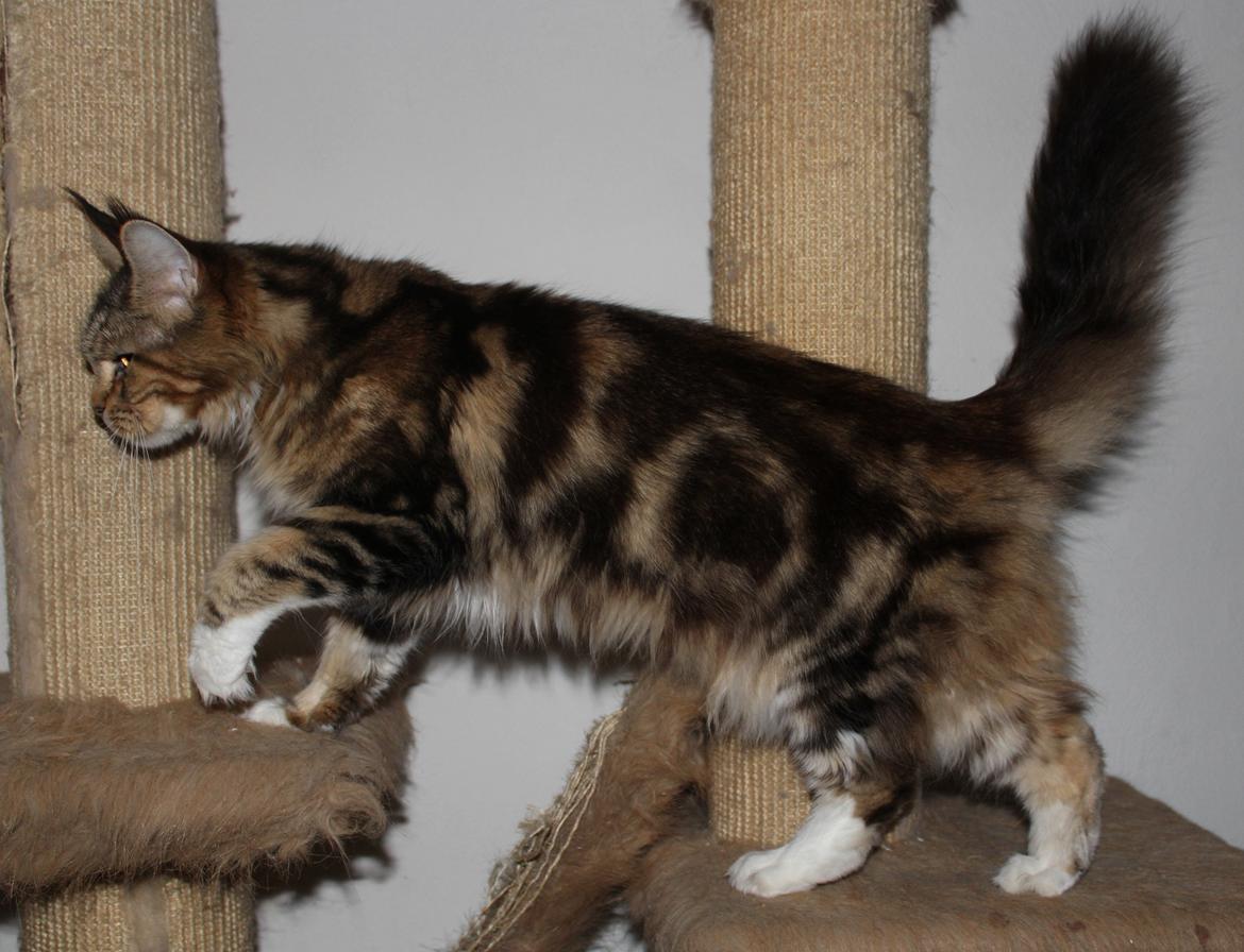 Maine Coon DK Proud Danish MoonDancer billede 4