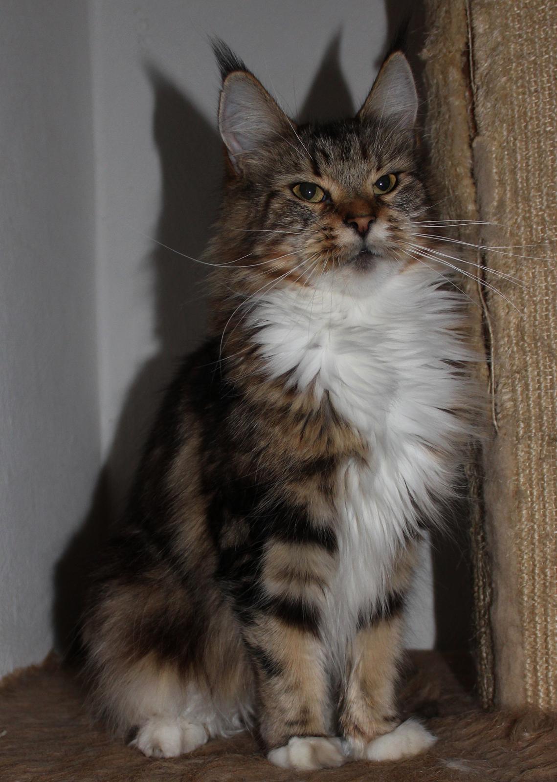 Maine Coon DK Proud Danish MoonDancer billede 6