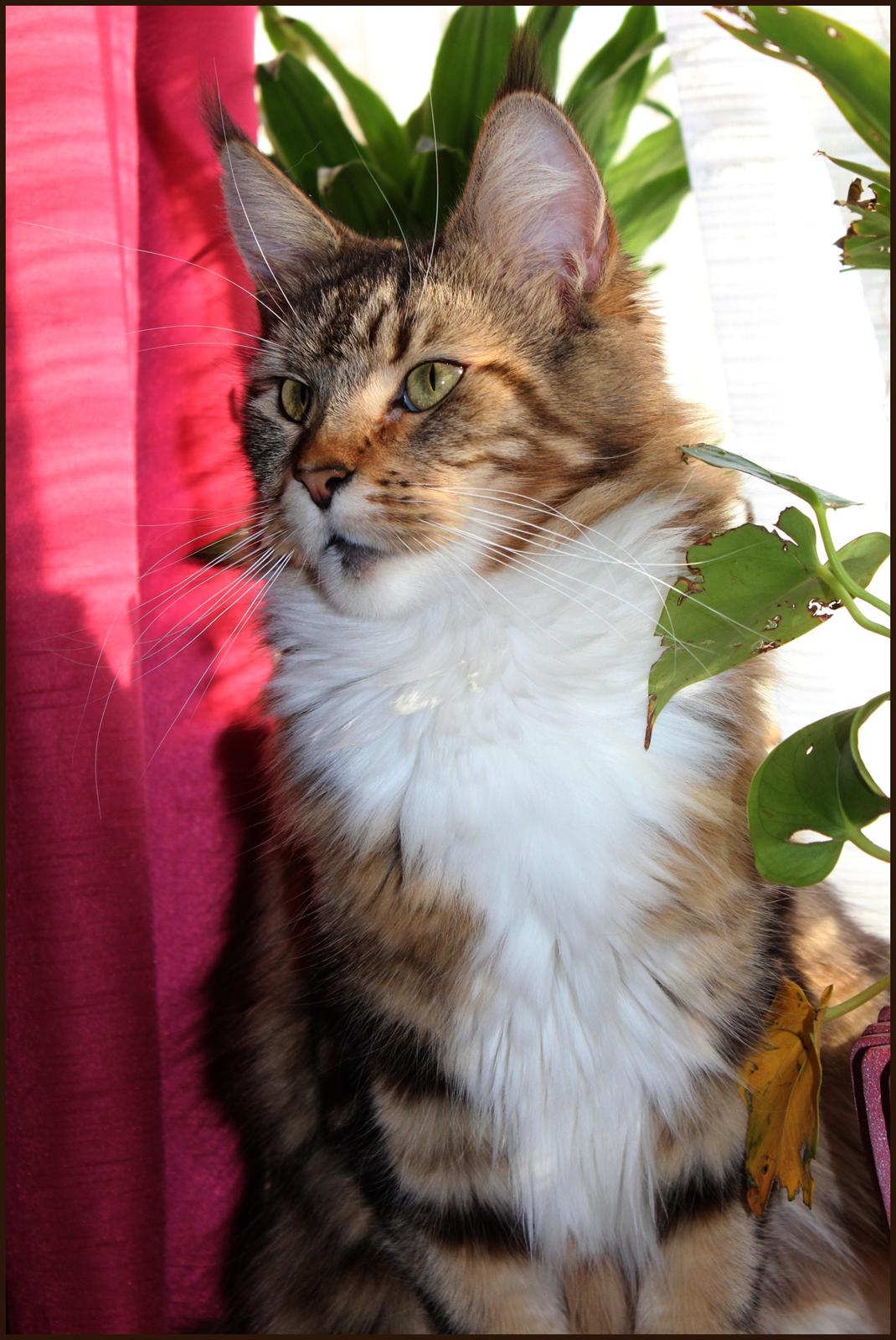 Maine Coon DK Proud Danish MoonDancer billede 10