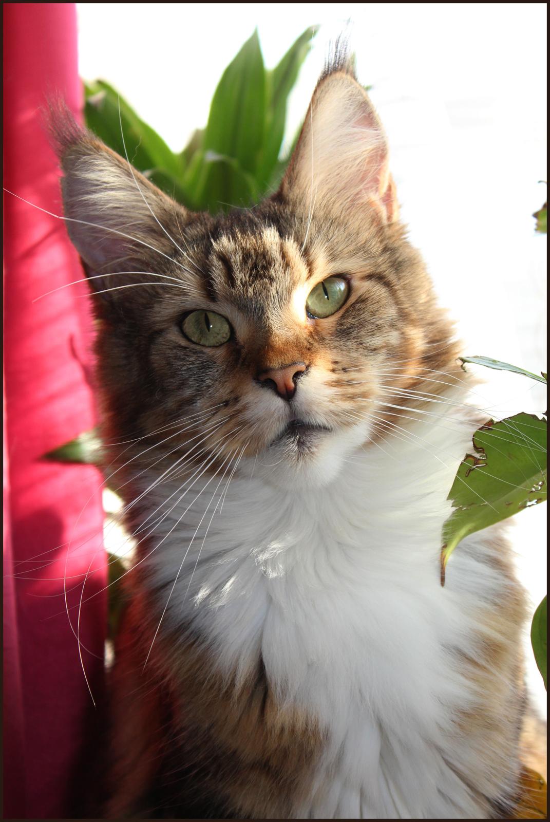 Maine Coon DK Proud Danish MoonDancer billede 11