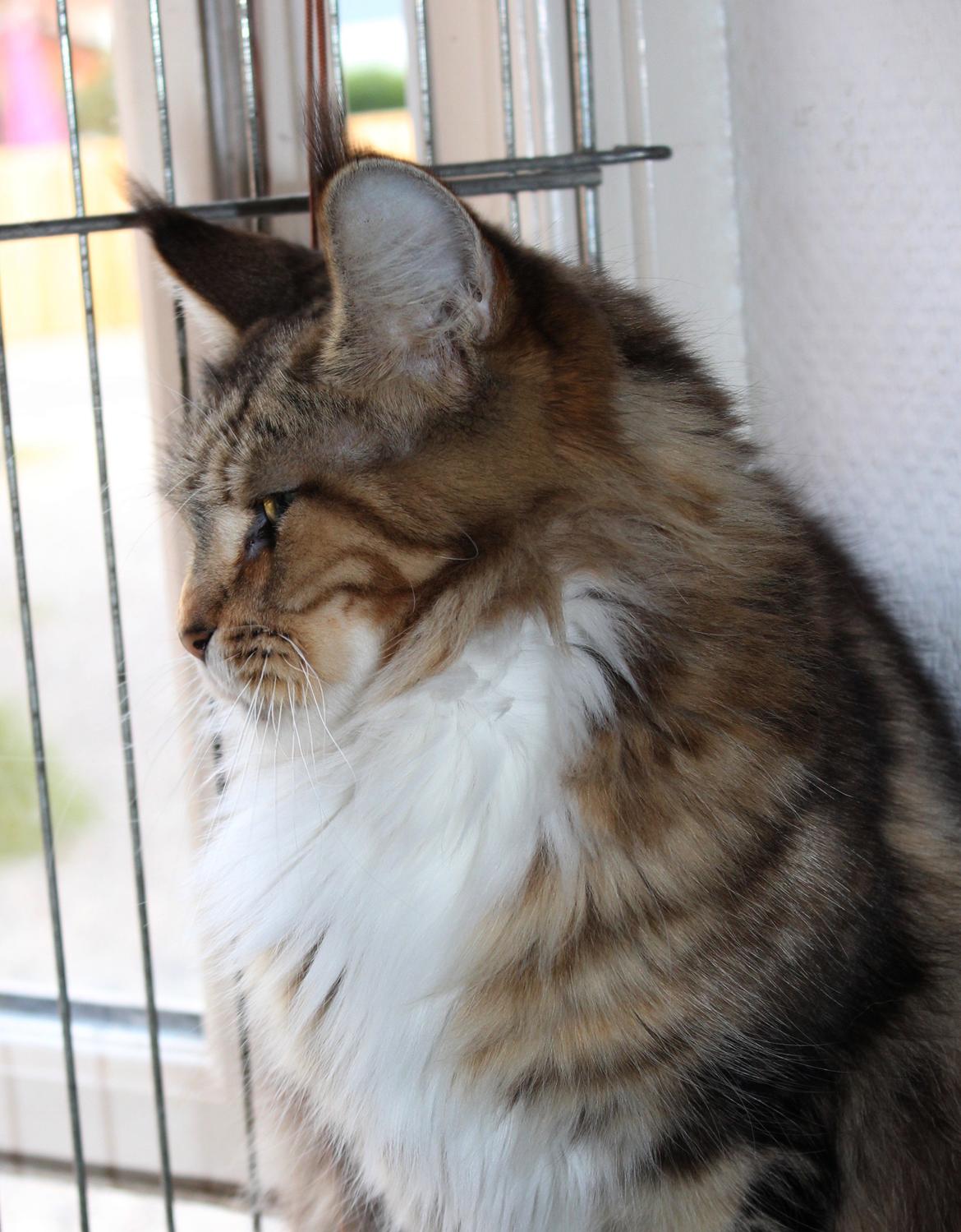 Maine Coon DK Proud Danish MoonDancer billede 7