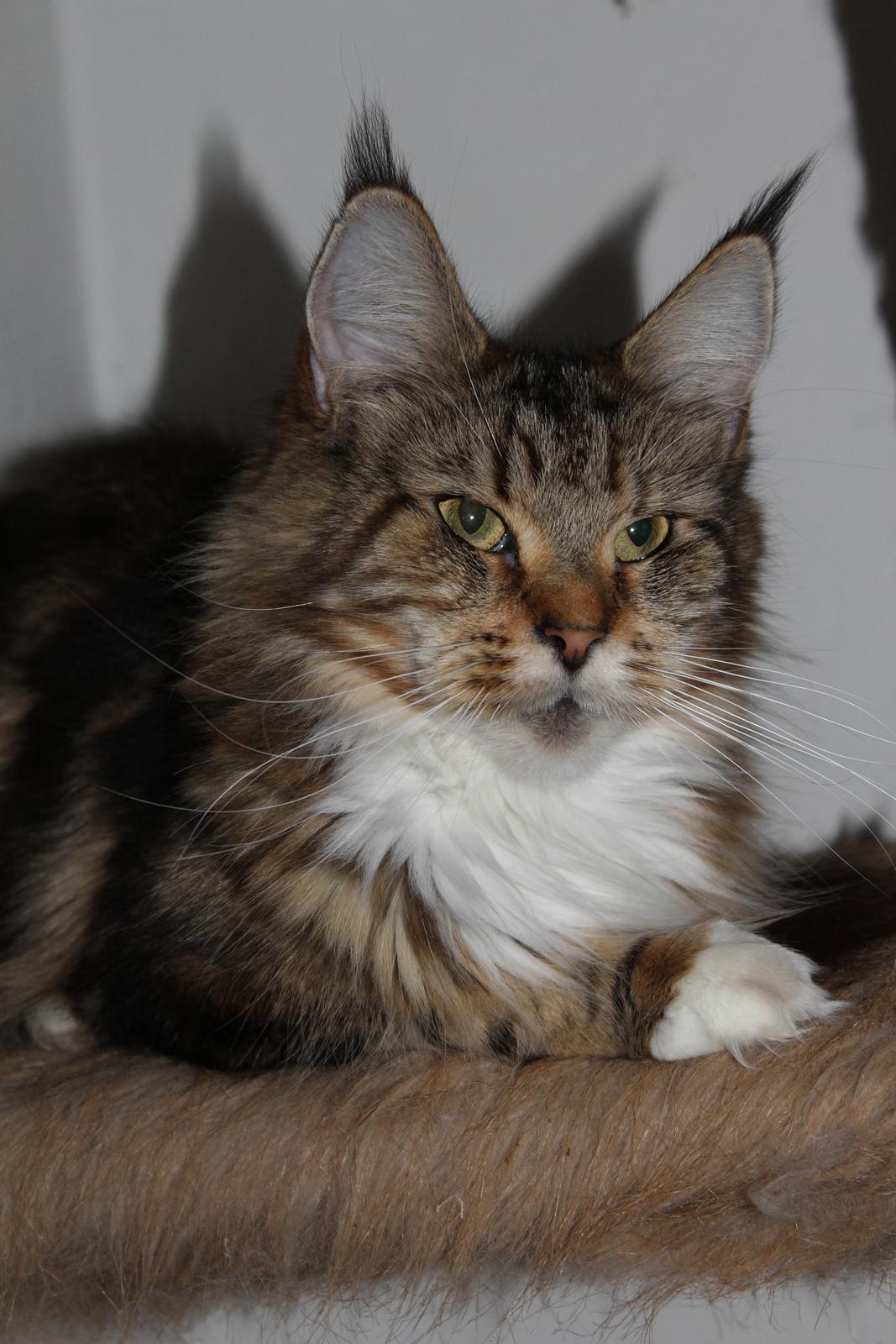 Maine Coon DK Proud Danish MoonDancer billede 5