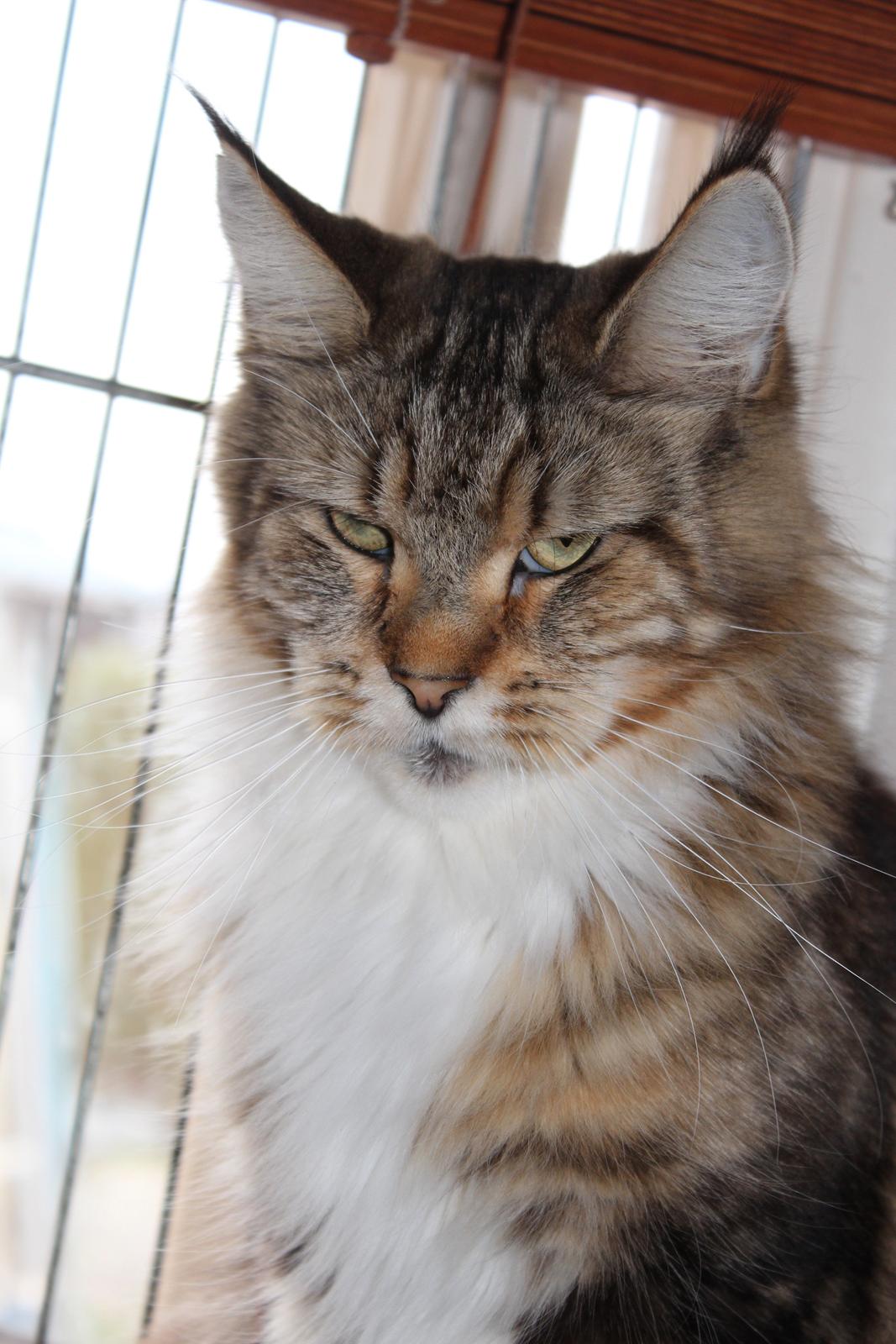 Maine Coon DK Proud Danish MoonDancer billede 8