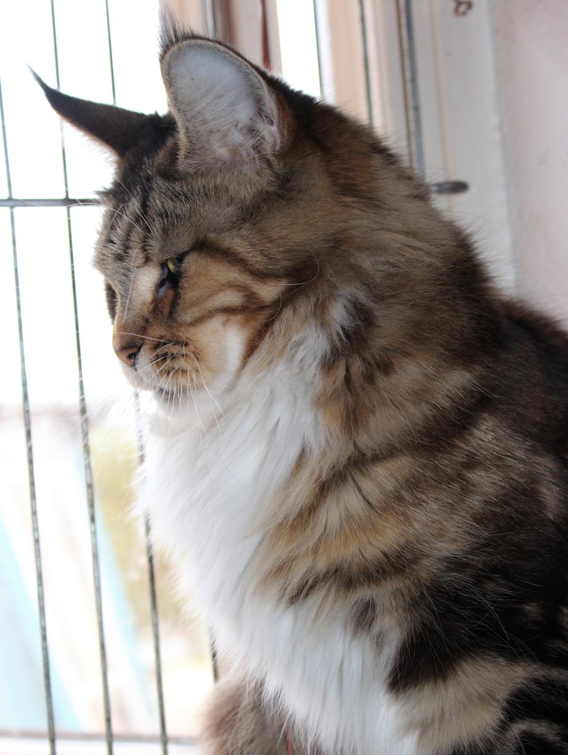 Maine Coon DK Proud Danish MoonDancer billede 9