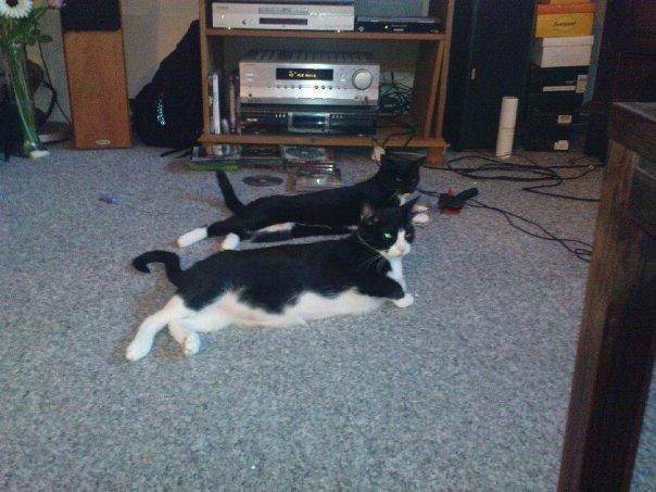 Huskat Jasmin billede 1