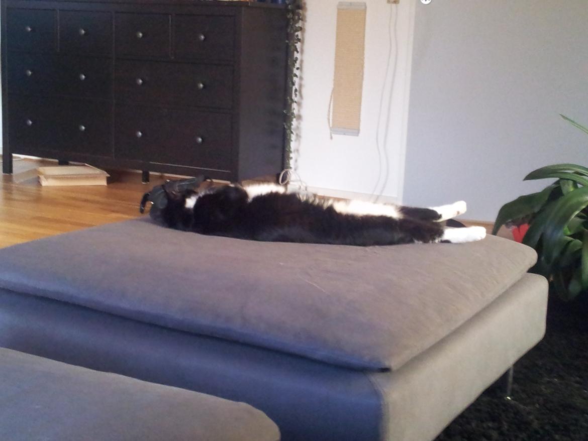 Huskat Jasmin billede 2