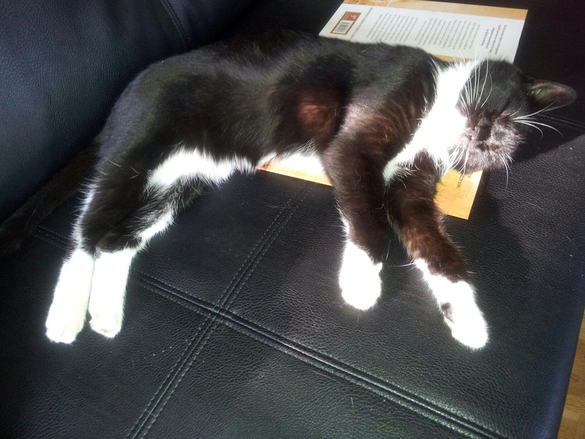 Huskat Jasmin billede 3