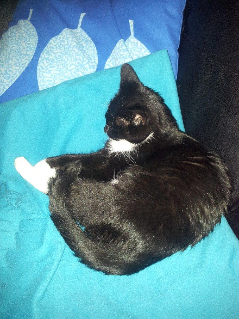 Huskat Jasmin billede 4