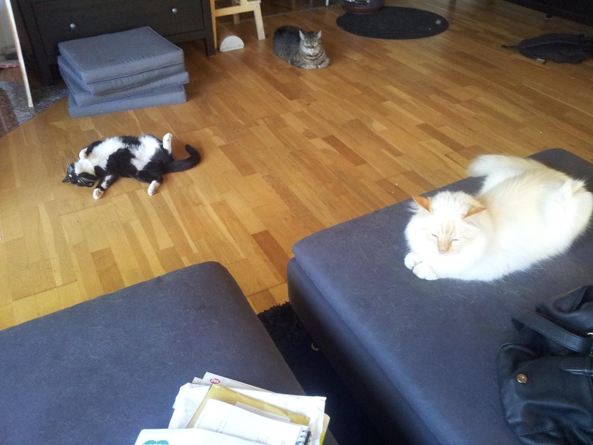 Huskat Jasmin billede 5