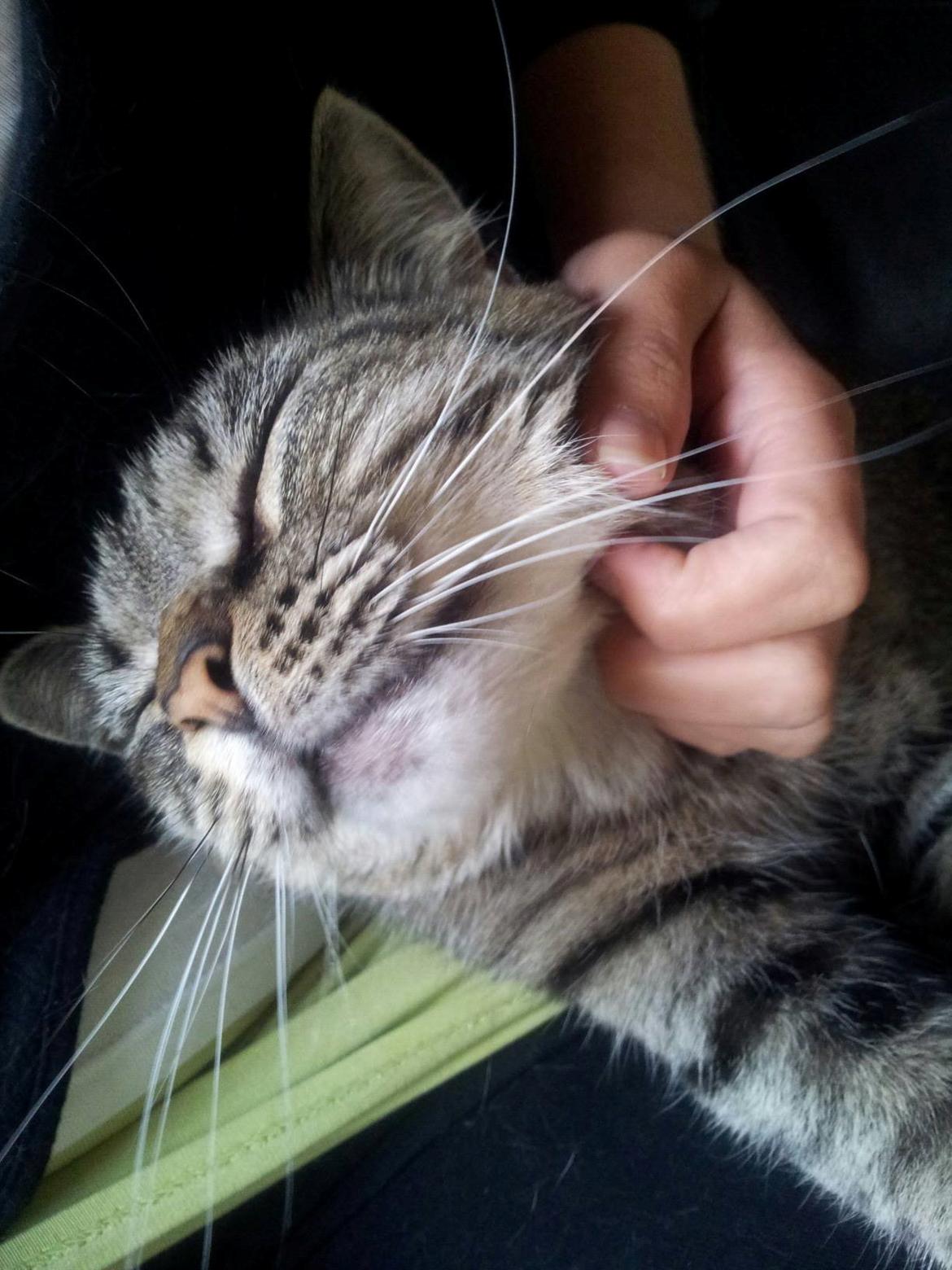 Huskat Tilde billede 1