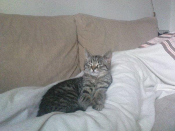 Huskat Tilde billede 2