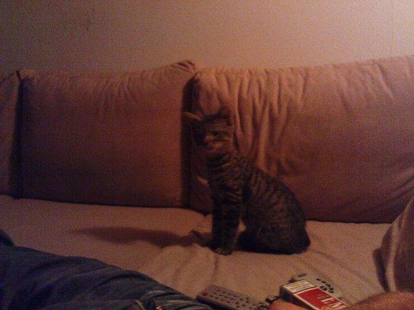 Huskat Tilde billede 3