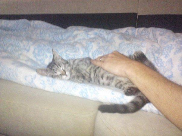 Huskat Tilde billede 4