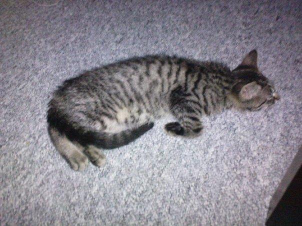 Huskat Tilde billede 5