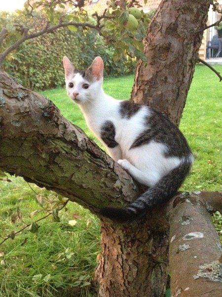 Huskat Miley - Hygge i vores lille have. For en kort stund fik han lov at rende uden sele :) det var et hit. billede 1