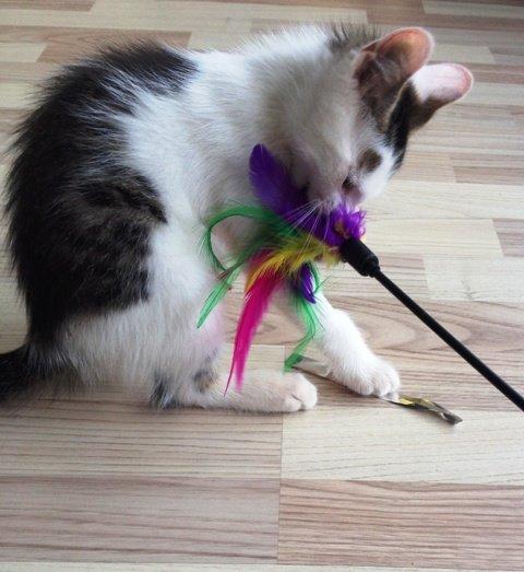 Huskat Miley billede 2