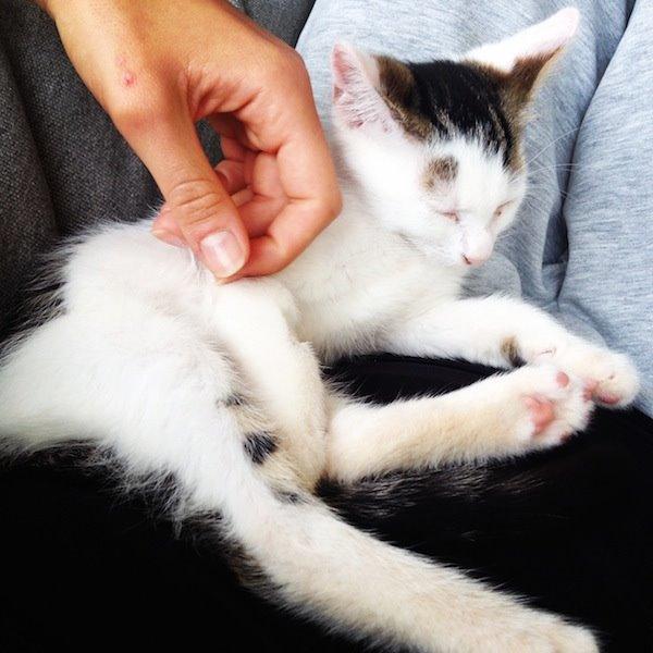 Huskat Miley billede 3