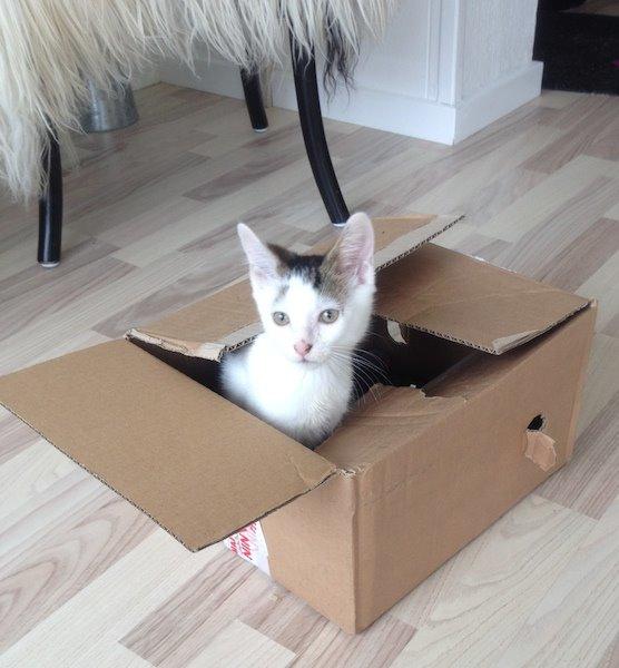 Huskat Miley billede 5